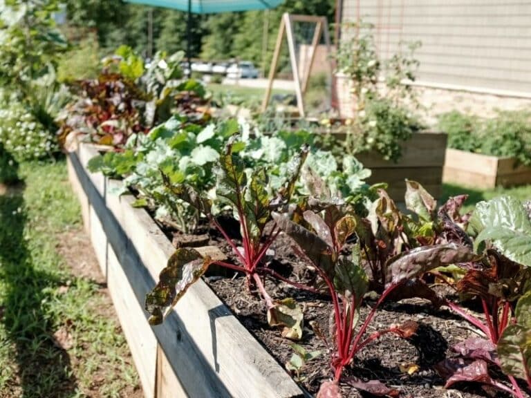 Growing vegetables for health