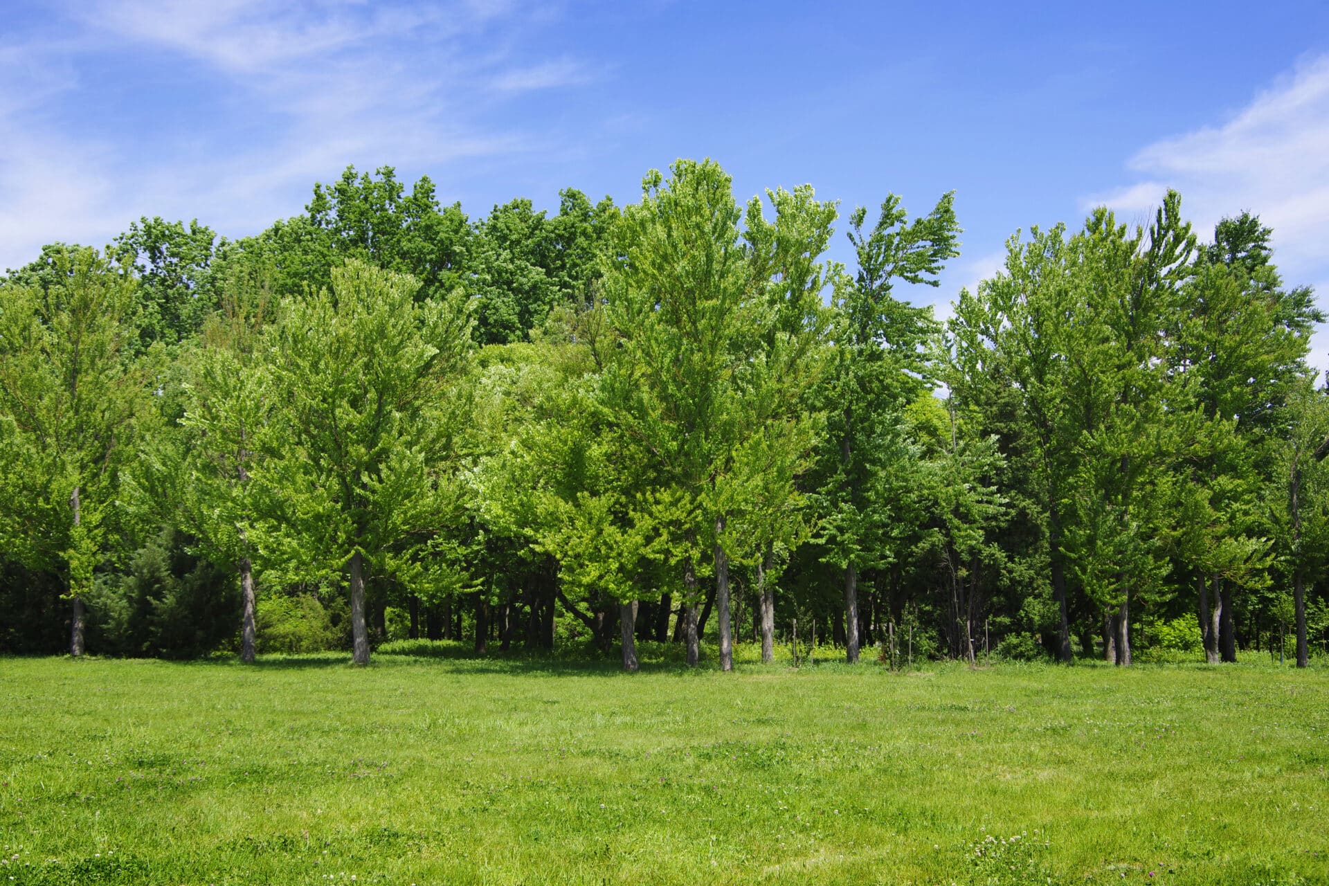 NHS Forest trees