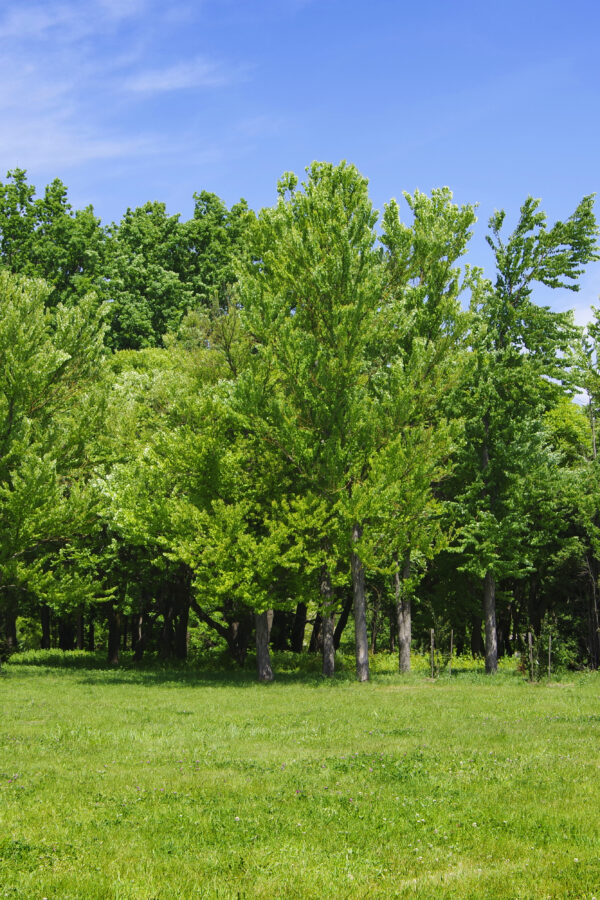 NHS Forest trees